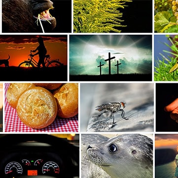 Plugin WordPress banque image